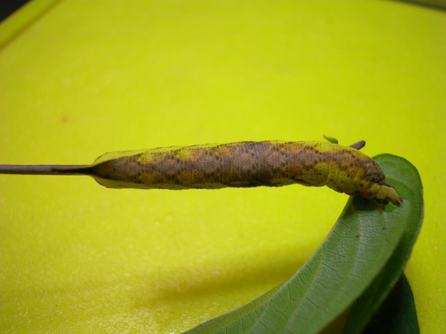 按此在新視窗瀏覽圖片