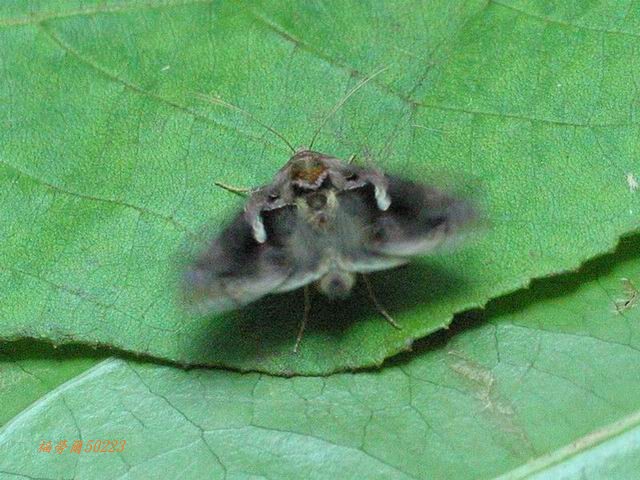 按此在新視窗瀏覽圖片