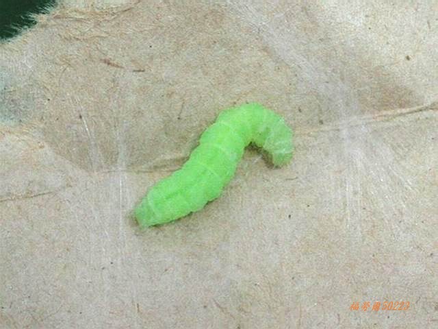 按此在新視窗瀏覽圖片