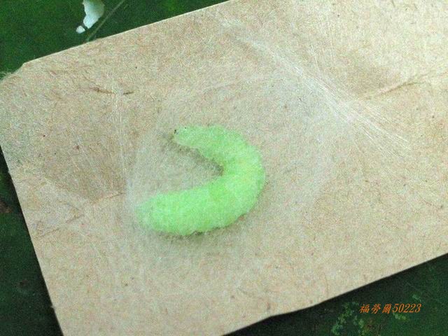 按此在新視窗瀏覽圖片