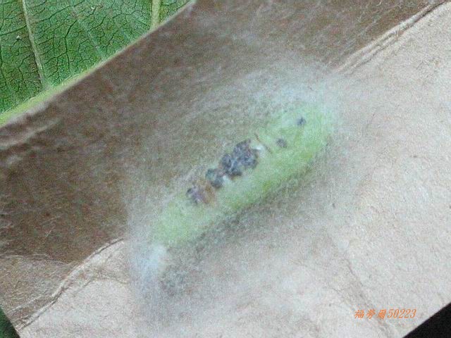 按此在新視窗瀏覽圖片