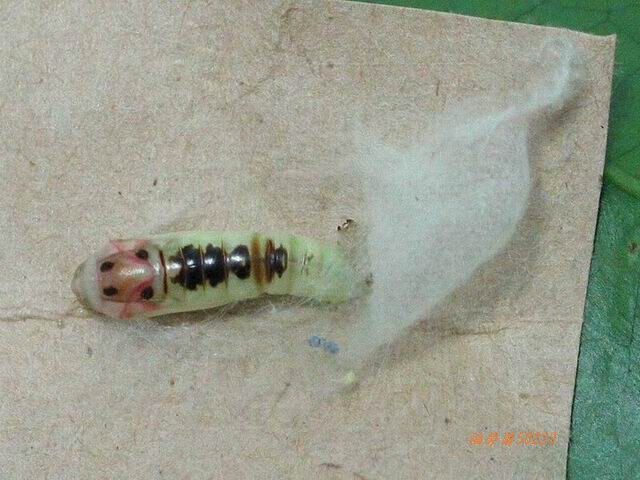 按此在新視窗瀏覽圖片