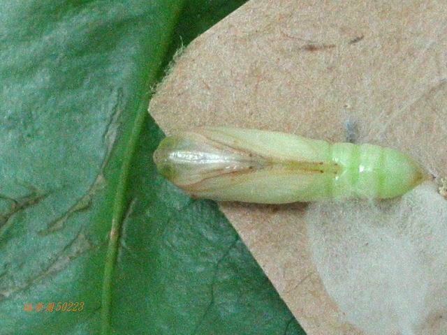 按此在新視窗瀏覽圖片