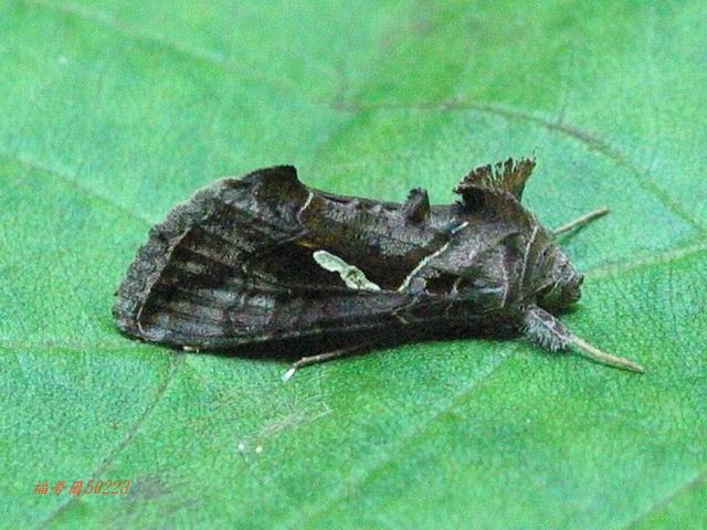 按此在新視窗瀏覽圖片