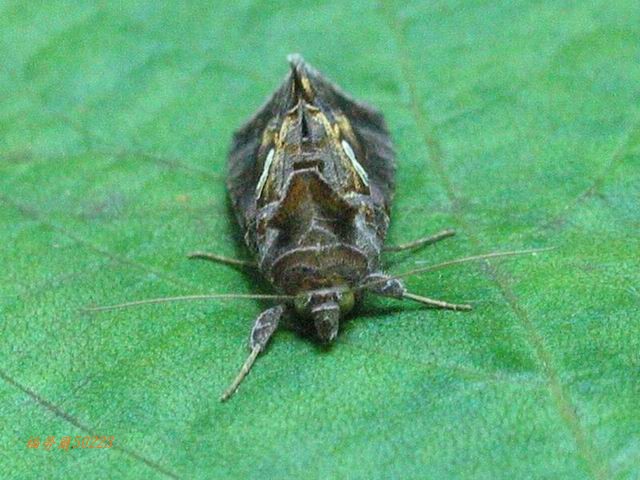 按此在新視窗瀏覽圖片