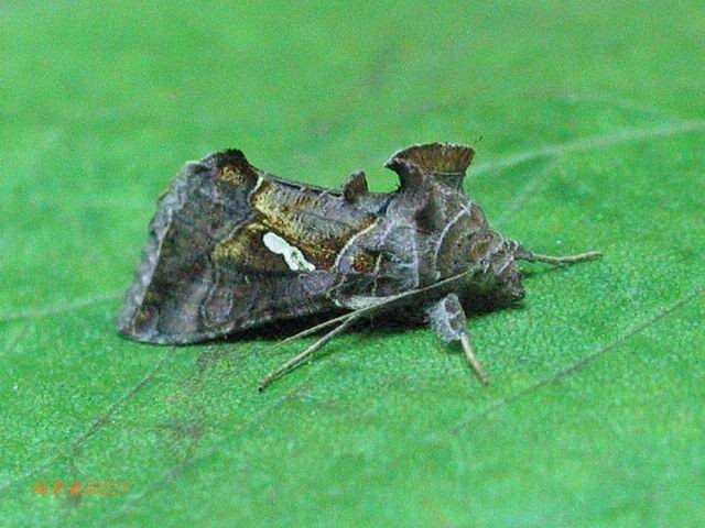 按此在新視窗瀏覽圖片