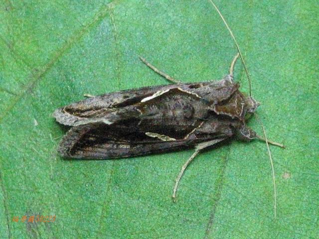 按此在新視窗瀏覽圖片