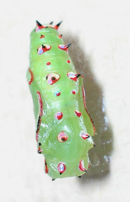 按此在新視窗瀏覽圖片