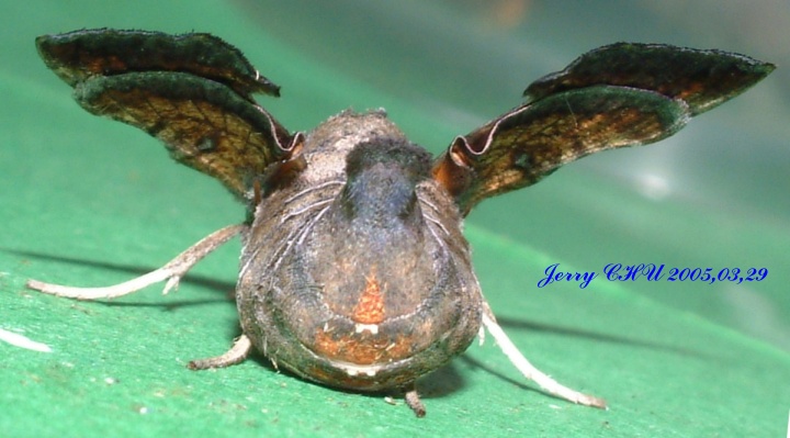 按此在新視窗瀏覽圖片