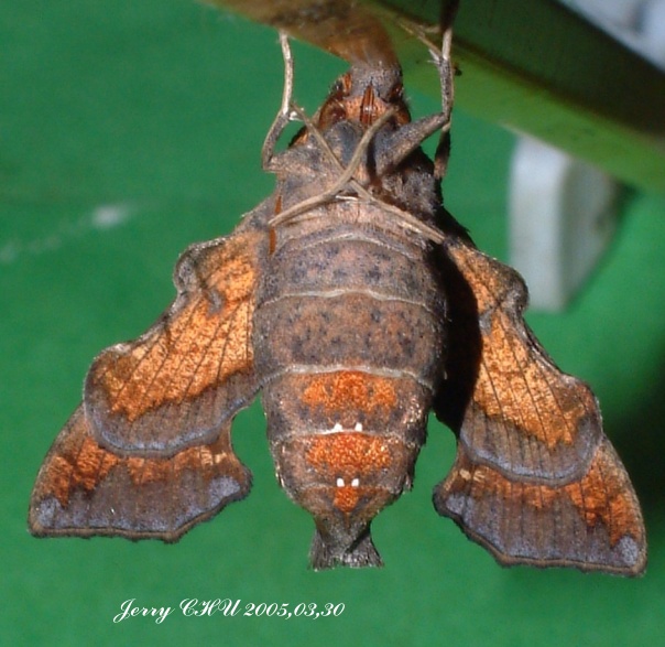 按此在新視窗瀏覽圖片