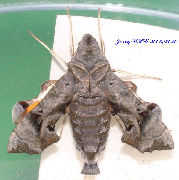 按此在新視窗瀏覽圖片