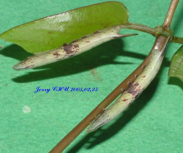 按此在新視窗瀏覽圖片