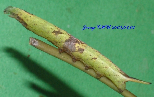 按此在新視窗瀏覽圖片