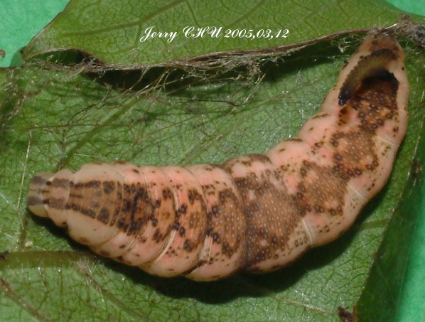 按此在新視窗瀏覽圖片