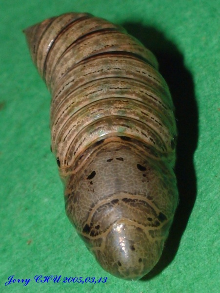 按此在新視窗瀏覽圖片