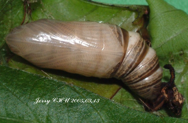 按此在新視窗瀏覽圖片