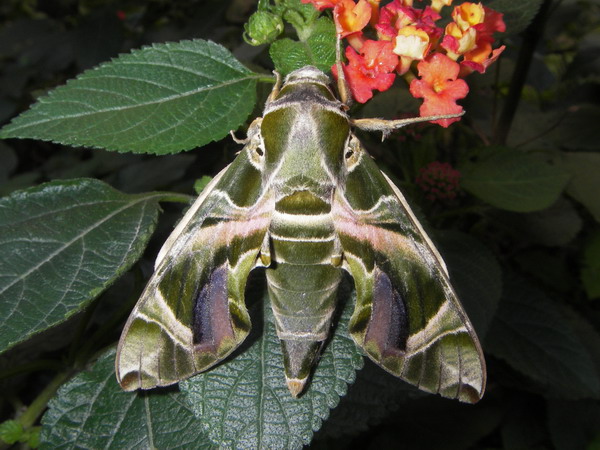 按此在新視窗瀏覽圖片