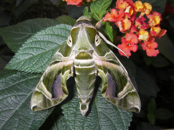 按此在新視窗瀏覽圖片