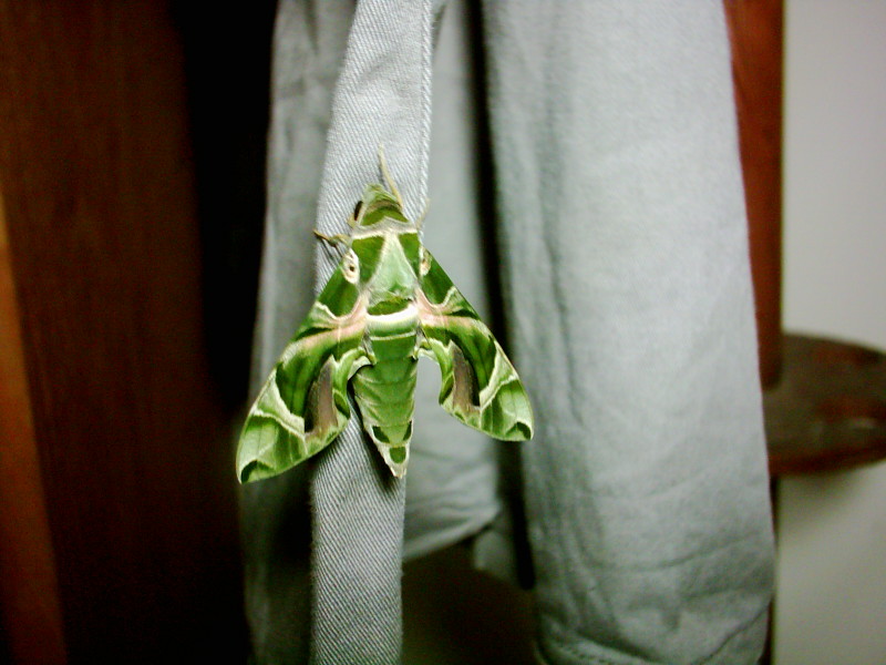 按此在新視窗瀏覽圖片