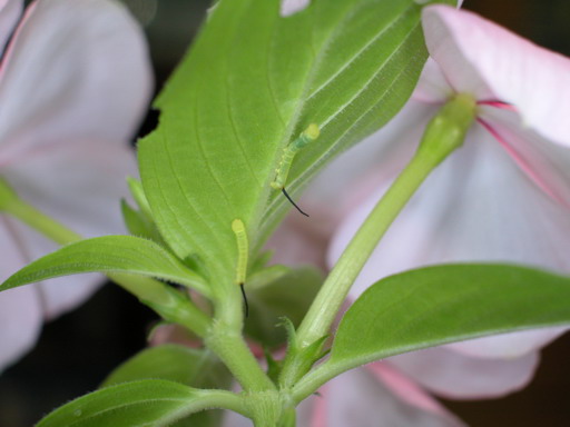 按此在新視窗瀏覽圖片