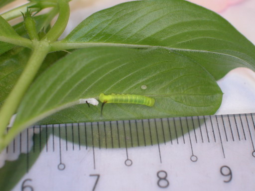 按此在新視窗瀏覽圖片