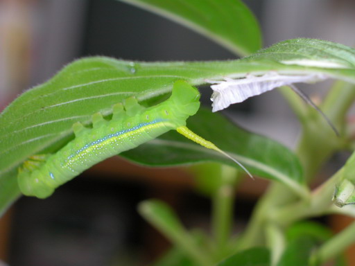 按此在新視窗瀏覽圖片