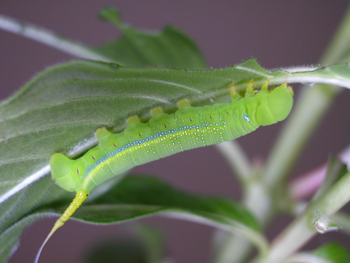 按此在新視窗瀏覽圖片
