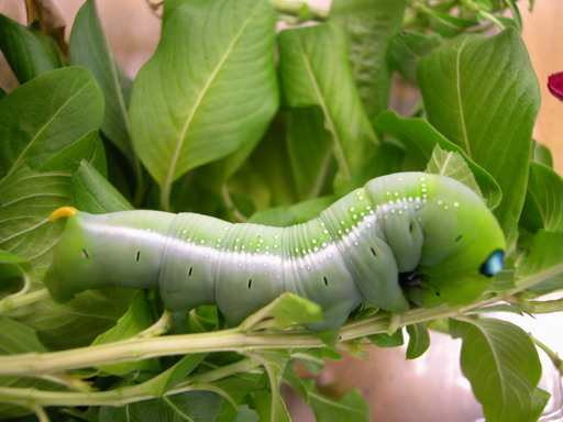 按此在新視窗瀏覽圖片