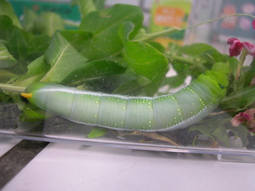 按此在新視窗瀏覽圖片