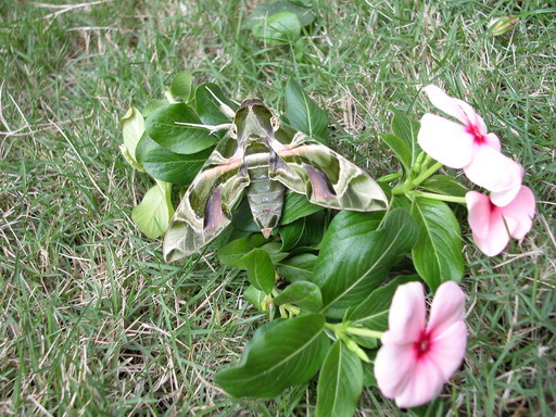 按此在新視窗瀏覽圖片