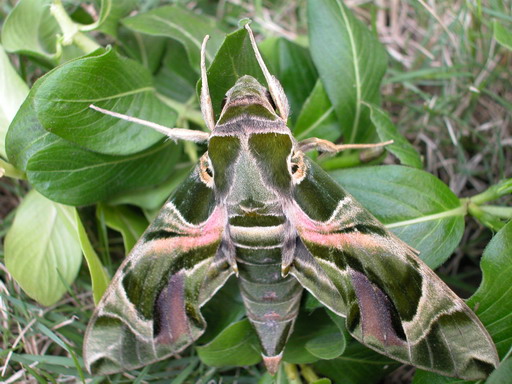 按此在新視窗瀏覽圖片