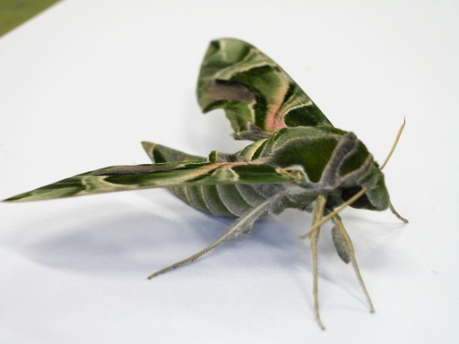 按此在新視窗瀏覽圖片