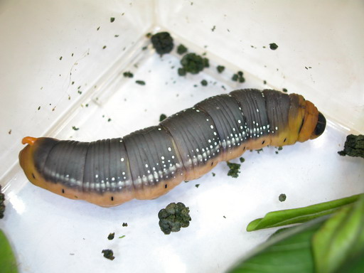 按此在新視窗瀏覽圖片