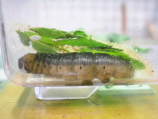 按此在新視窗瀏覽圖片