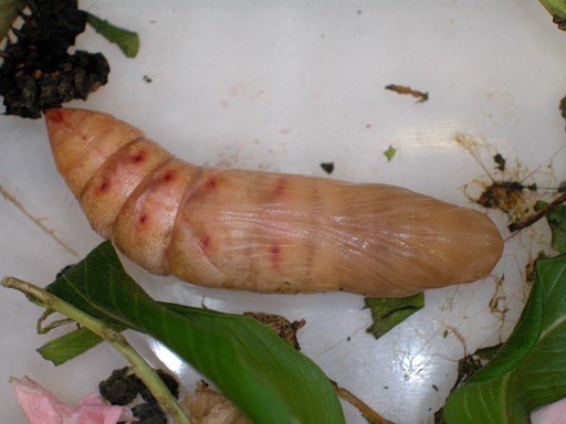 按此在新視窗瀏覽圖片