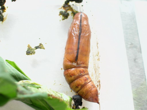 按此在新視窗瀏覽圖片