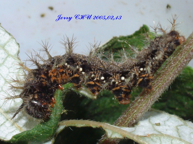 按此在新視窗瀏覽圖片