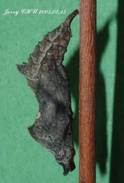 按此在新視窗瀏覽圖片