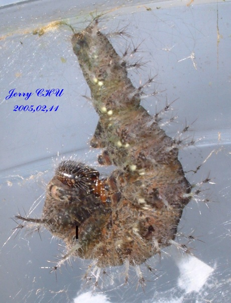 按此在新視窗瀏覽圖片