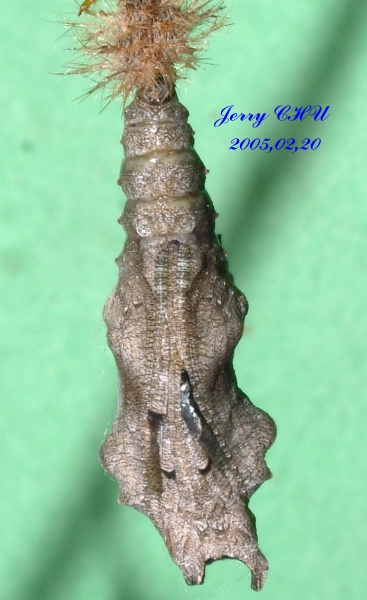 按此在新視窗瀏覽圖片