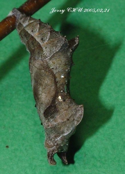 按此在新視窗瀏覽圖片