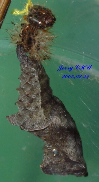 按此在新視窗瀏覽圖片