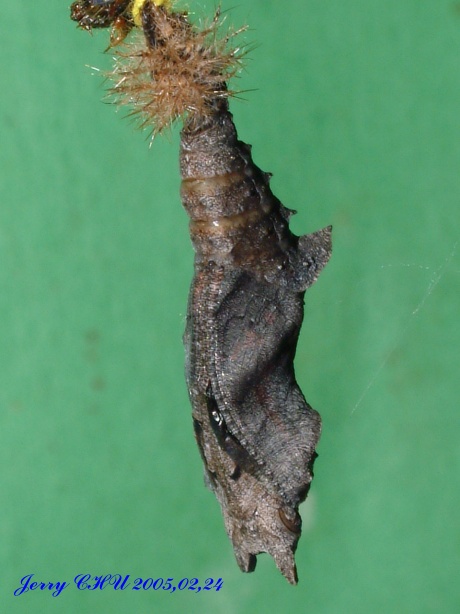 按此在新視窗瀏覽圖片