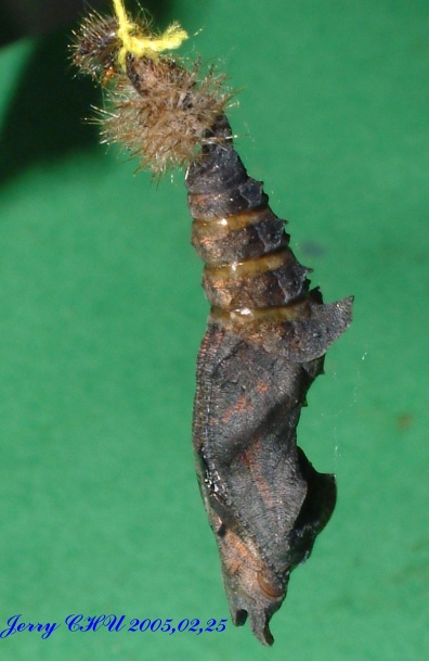 按此在新視窗瀏覽圖片