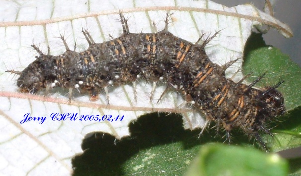 按此在新視窗瀏覽圖片