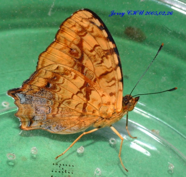 按此在新視窗瀏覽圖片