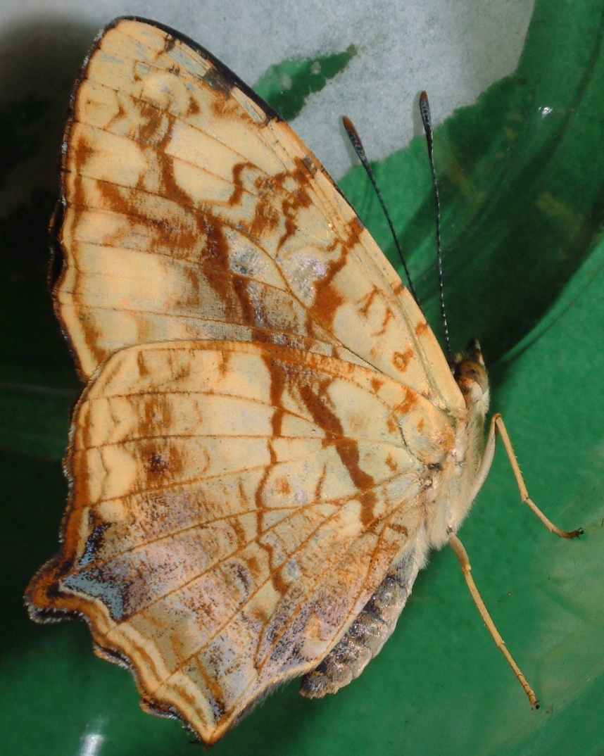 按此在新視窗瀏覽圖片