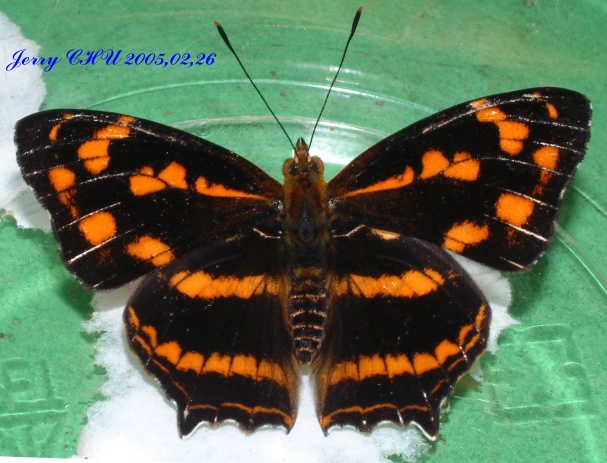 按此在新視窗瀏覽圖片