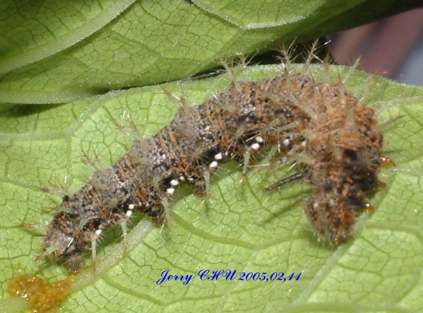 按此在新視窗瀏覽圖片