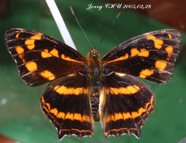 按此在新視窗瀏覽圖片